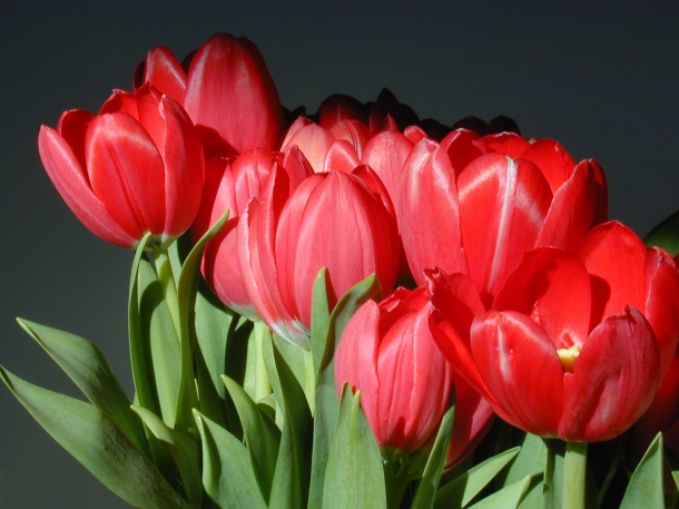 5 Flores a Oferecer no Dia dos Namorados que não Rosas