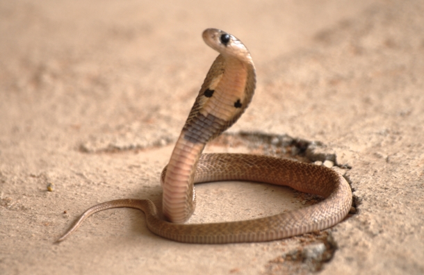 Cobra Asiática - Animais Mais Perigosos do Mundo