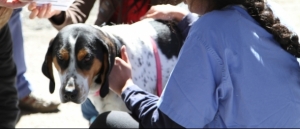 Quando Vacinar o Cão