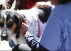 Quando Vacinar o Cão